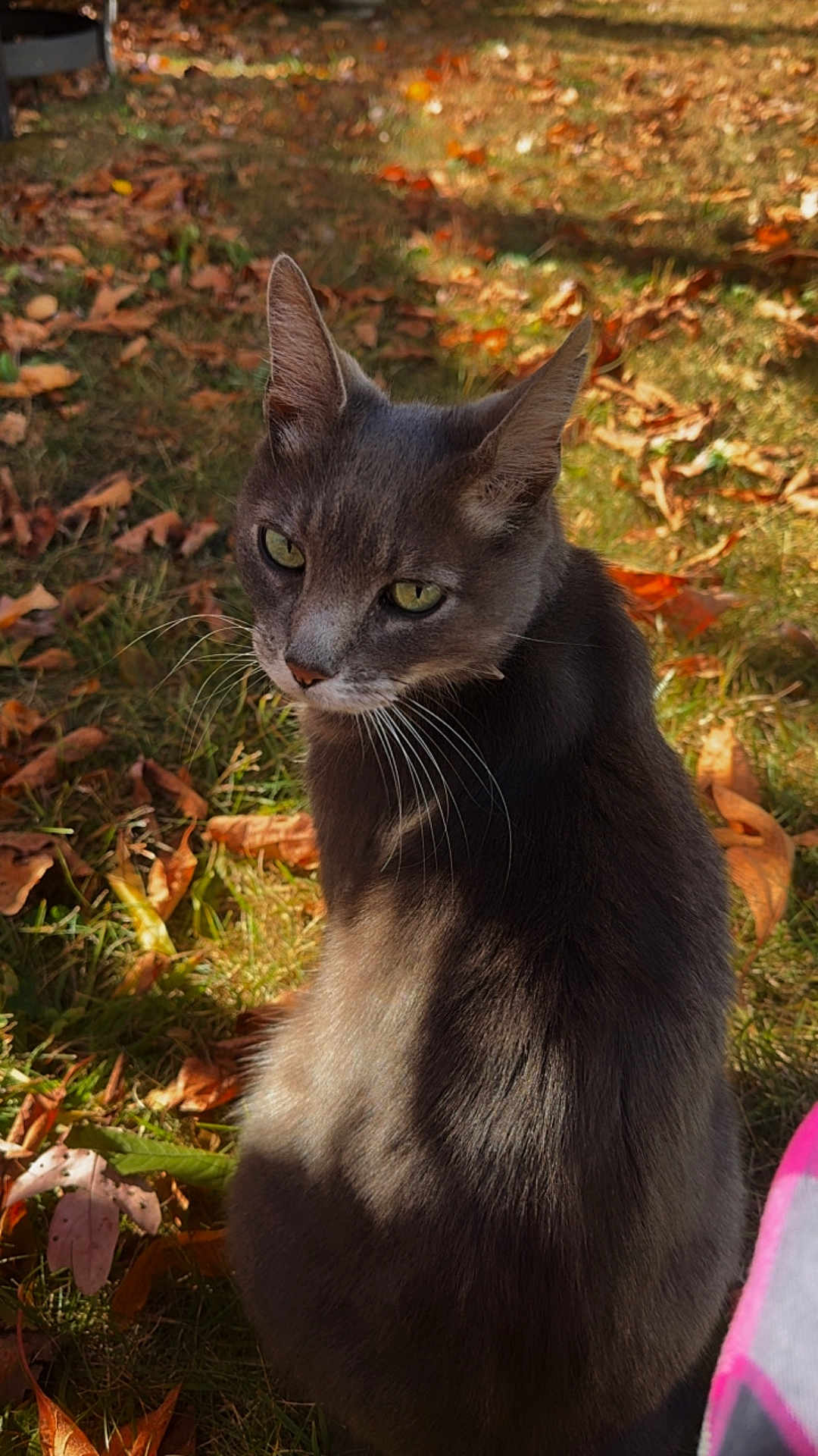 Clyde