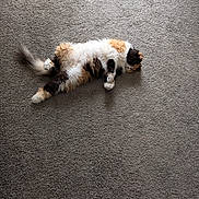 Kiki joined the competition — help win amazing prizes! animal, calico, carpet, cat, content, cozy, cute, domestic, feline, fluffy, fur, indoor, lying_down, pet, relaxed, resting, sleepy, soft_texture, tail, whiskers