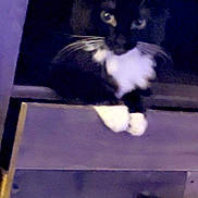 Stella is registered to the contest to win money with this photo: cat, tuxedo_cat, animal, pet, whiskers, paws, feline, black_and_white, indoor, curious, close_up, blurred, dark, ledges, resting, looking, portrait, cute, mammal, domestic_animal