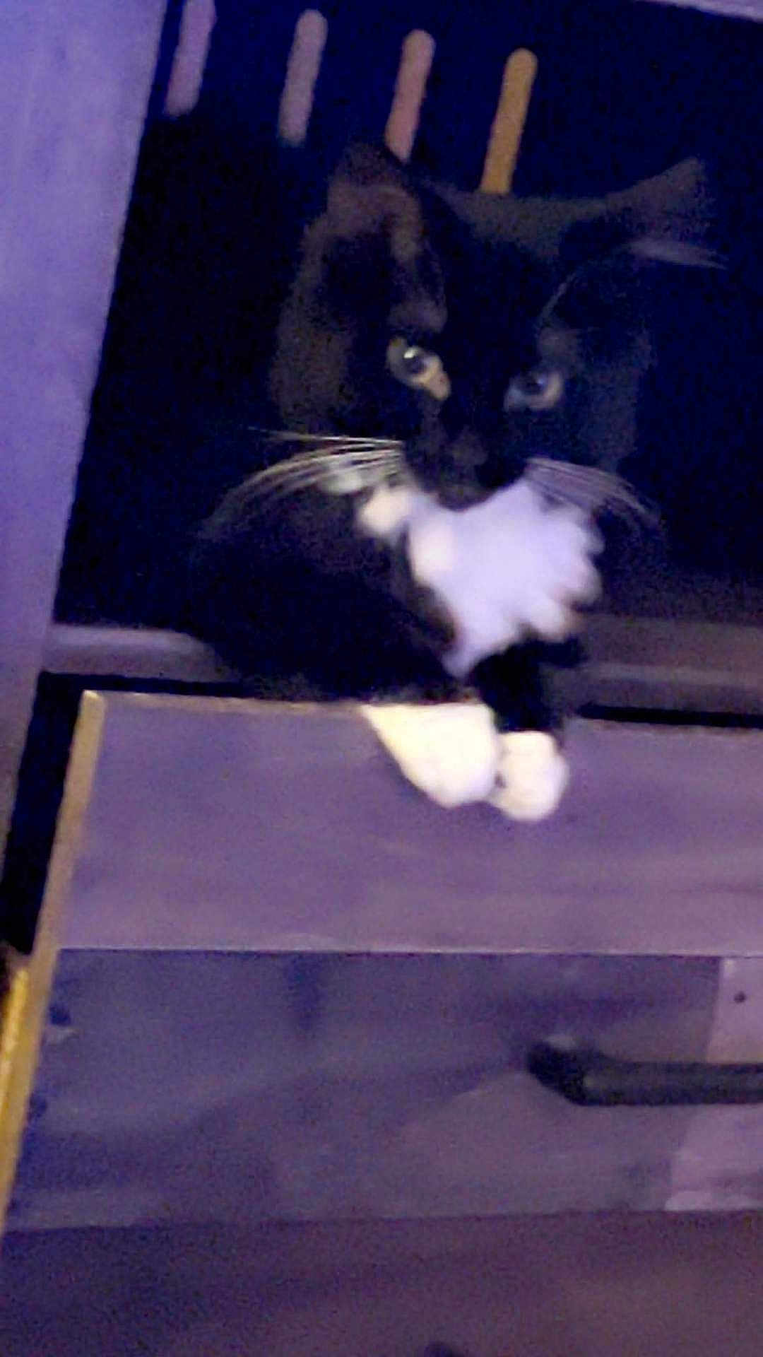 Stella is registered to the contest to win money with this photo: cat, tuxedo_cat, animal, pet, whiskers, paws, feline, black_and_white, indoor, curious, close_up, blurred, dark, ledges, resting, looking, portrait, cute, mammal, domestic_animal