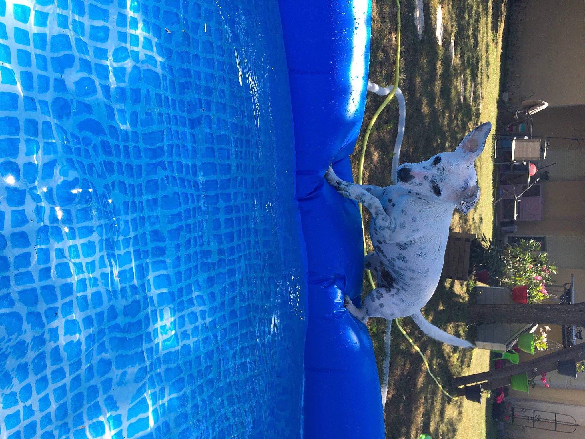 Oslow a rejoint le concours — aidez-le/la à gagner de superbes lots ! blue, electric_blue, majorelle_blue, plant, tree