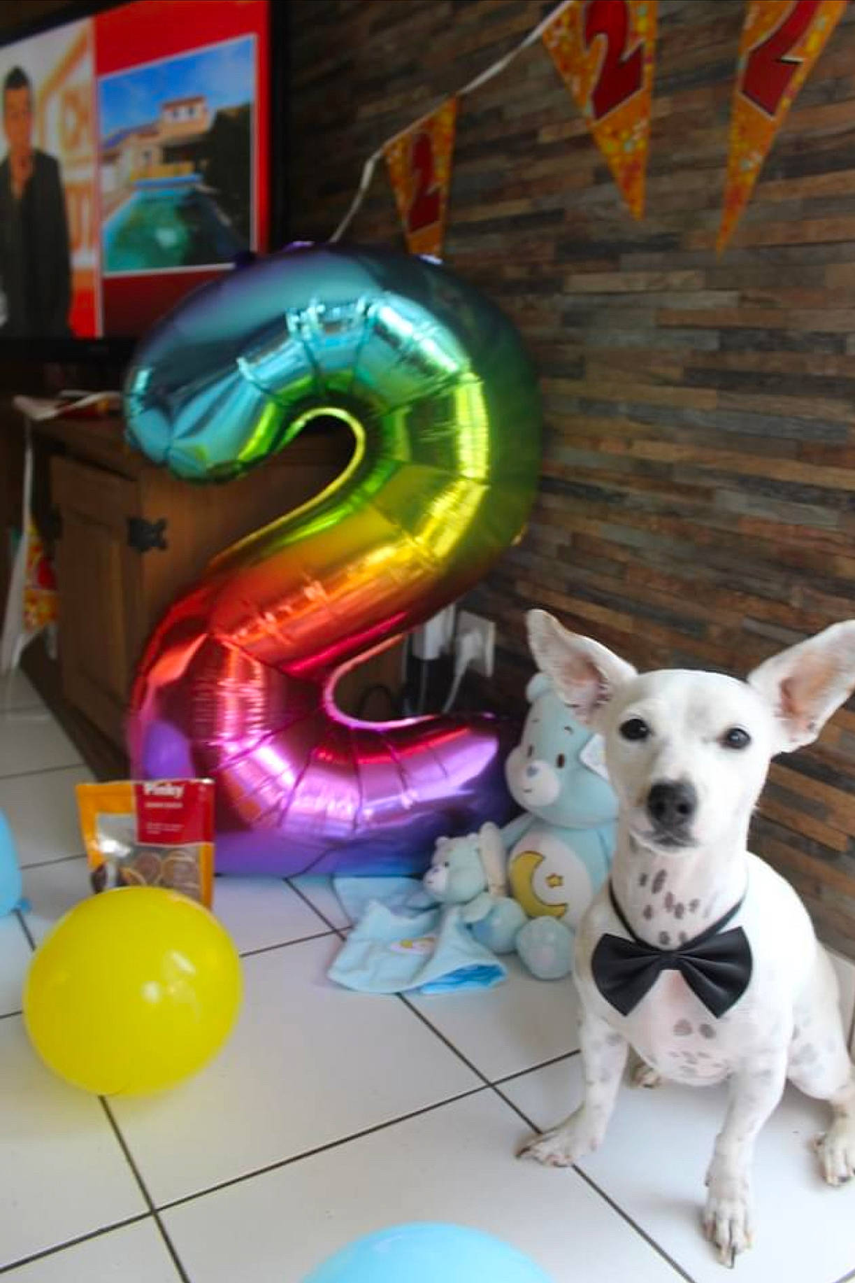 Oslow a rejoint le concours — aidez-le/la à gagner de superbes lots ! canidae, carnivore, dog, fawn