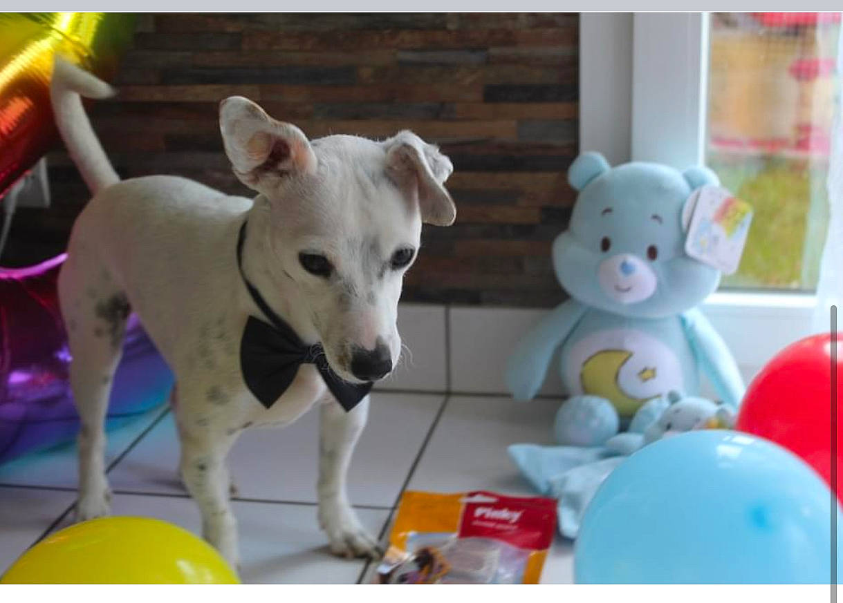 Oslow participe au concours pour gagner de l'argent avec cette photo : canidae, carnivore, companion_dog, dog, dog_breed, italian_greyhound, mammal, non_sporting_group, photo_caption, play, toy, vertebrate, whippet