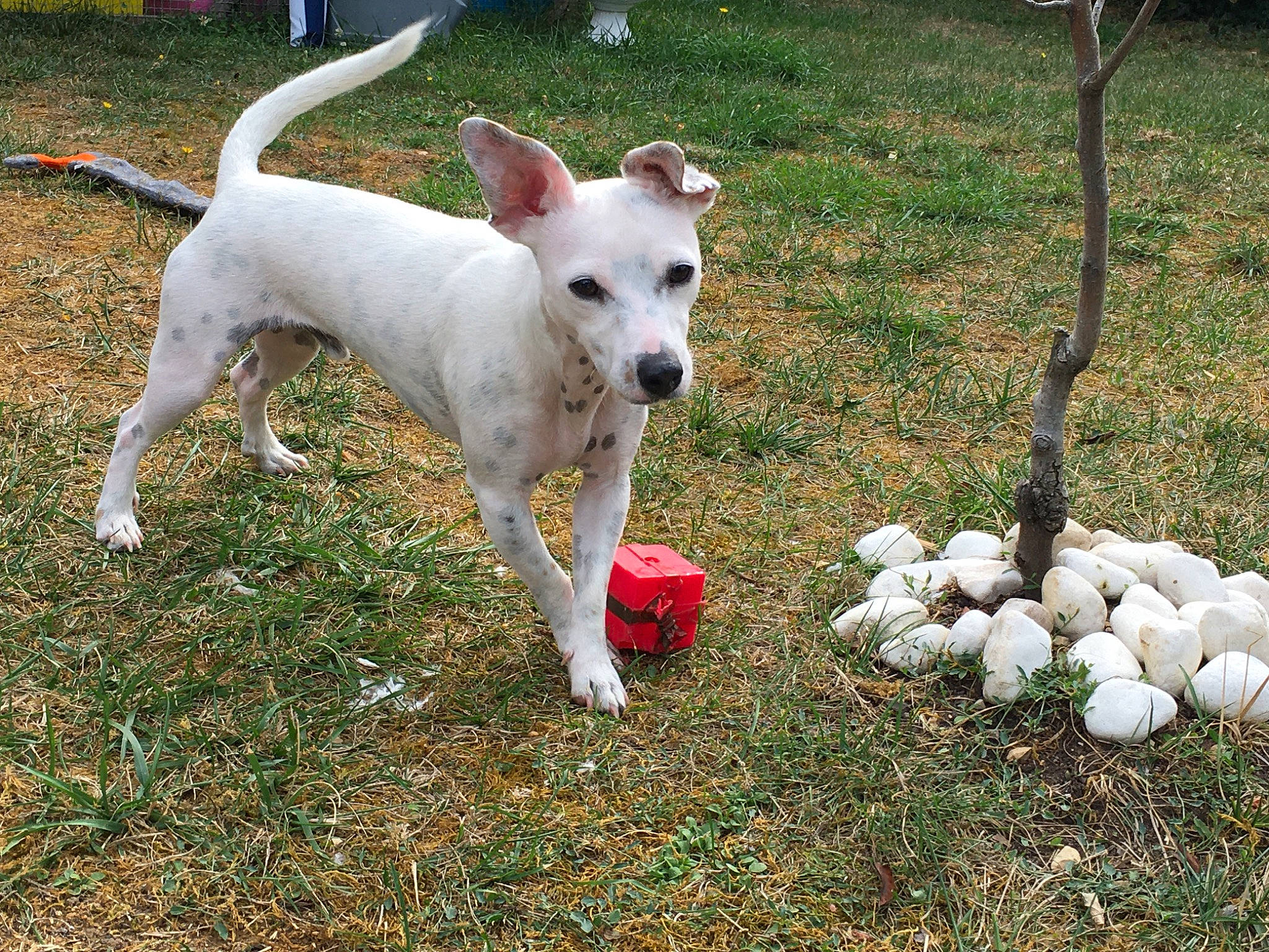 Oslow a rejoint le concours — aidez-le/la à gagner de superbes lots ! canidae, carnivore, companion_dog, cretan_hound, dog, dog_breed, feist, mammal, parson_russell_terrier, rare_breed_dog, russell_terrier, sporting_group, tail, terrier, treeing_feist, vertebrate