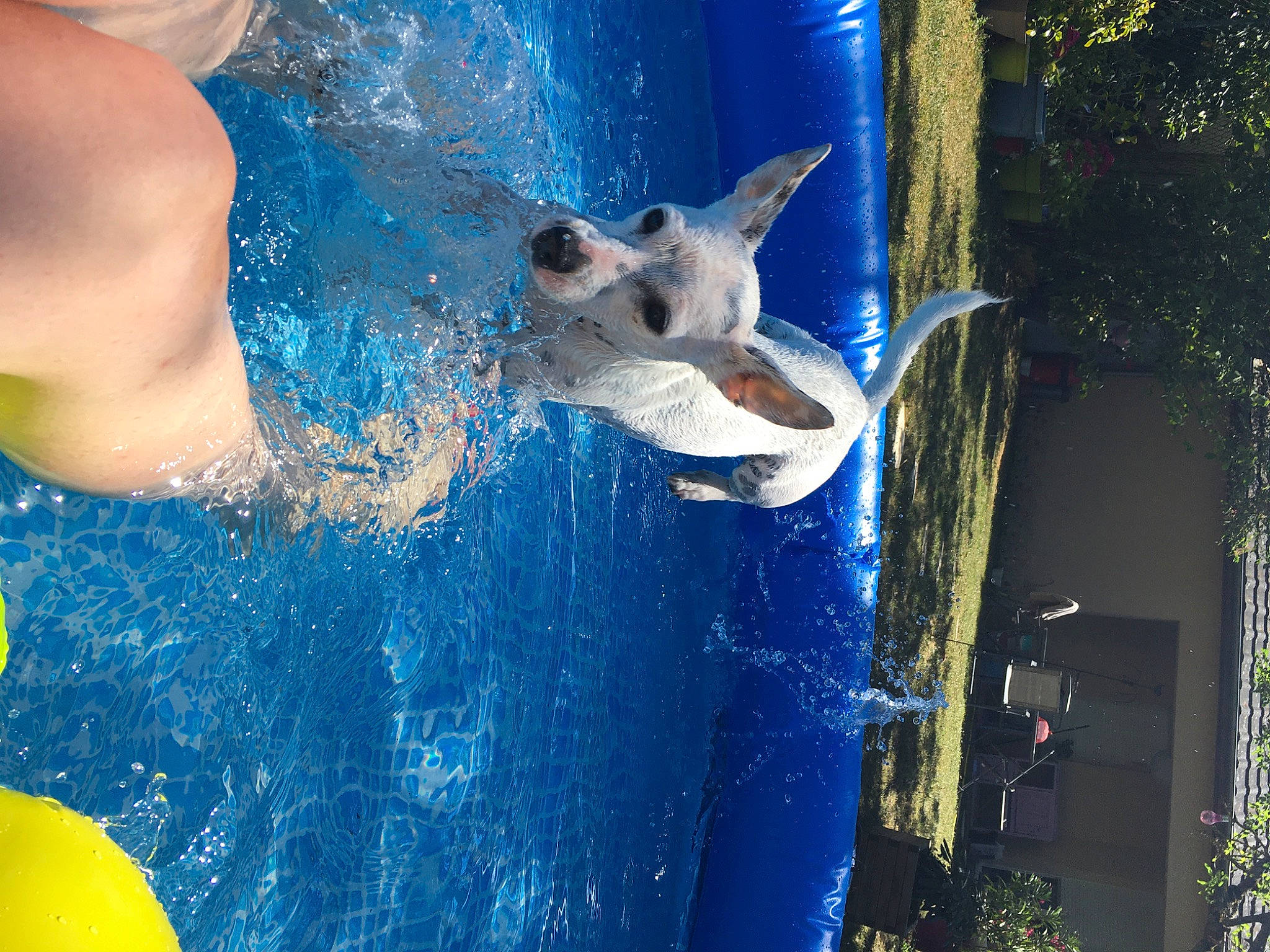 Oslow participe au concours pour gagner de l'argent avec cette photo : blue, canidae, carnivore, cat, fawn, felidae, leisure