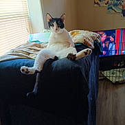 Bougie is registered to the contest to win money with this photo: animal, architecture, building, cat, chair, computerhardware, couch, electronics, furniture, hardware, homedecor, indoors, interiordesign, livingroom, monitor, person, pet, room, screen, tv