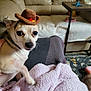 dog, small_dog, chihuahua, hat, cowboy_hat, pet, blanket, indoor, living_room, couch, furniture, table, decor, cozy, animal, cute, brown, white, close_up, portrait