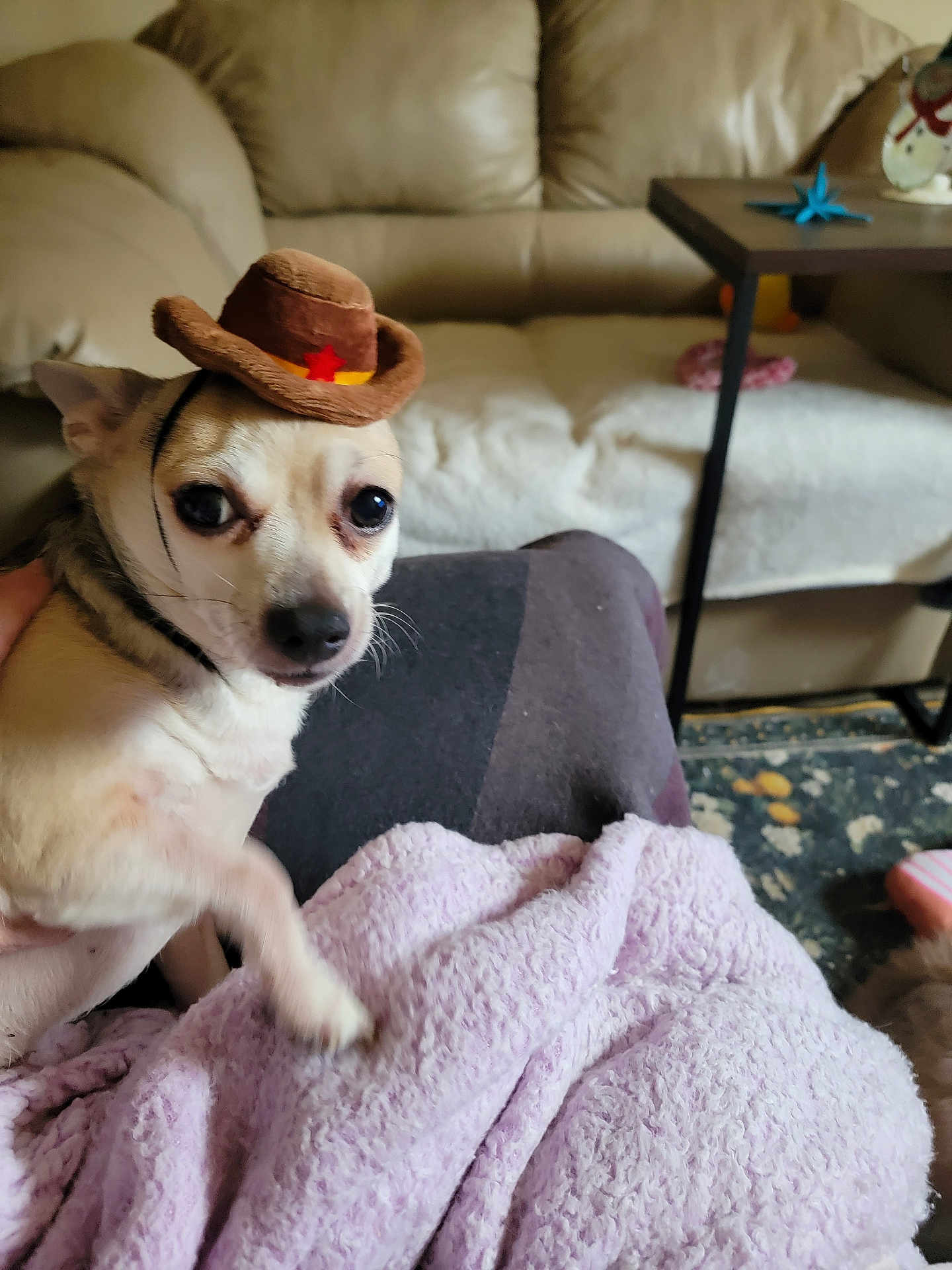 Stella is registered to the contest to win money with this photo: dog, small_dog, chihuahua, hat, cowboy_hat, pet, blanket, indoor, living_room, couch, furniture, table, decor, cozy, animal, cute, brown, white, close_up, portrait