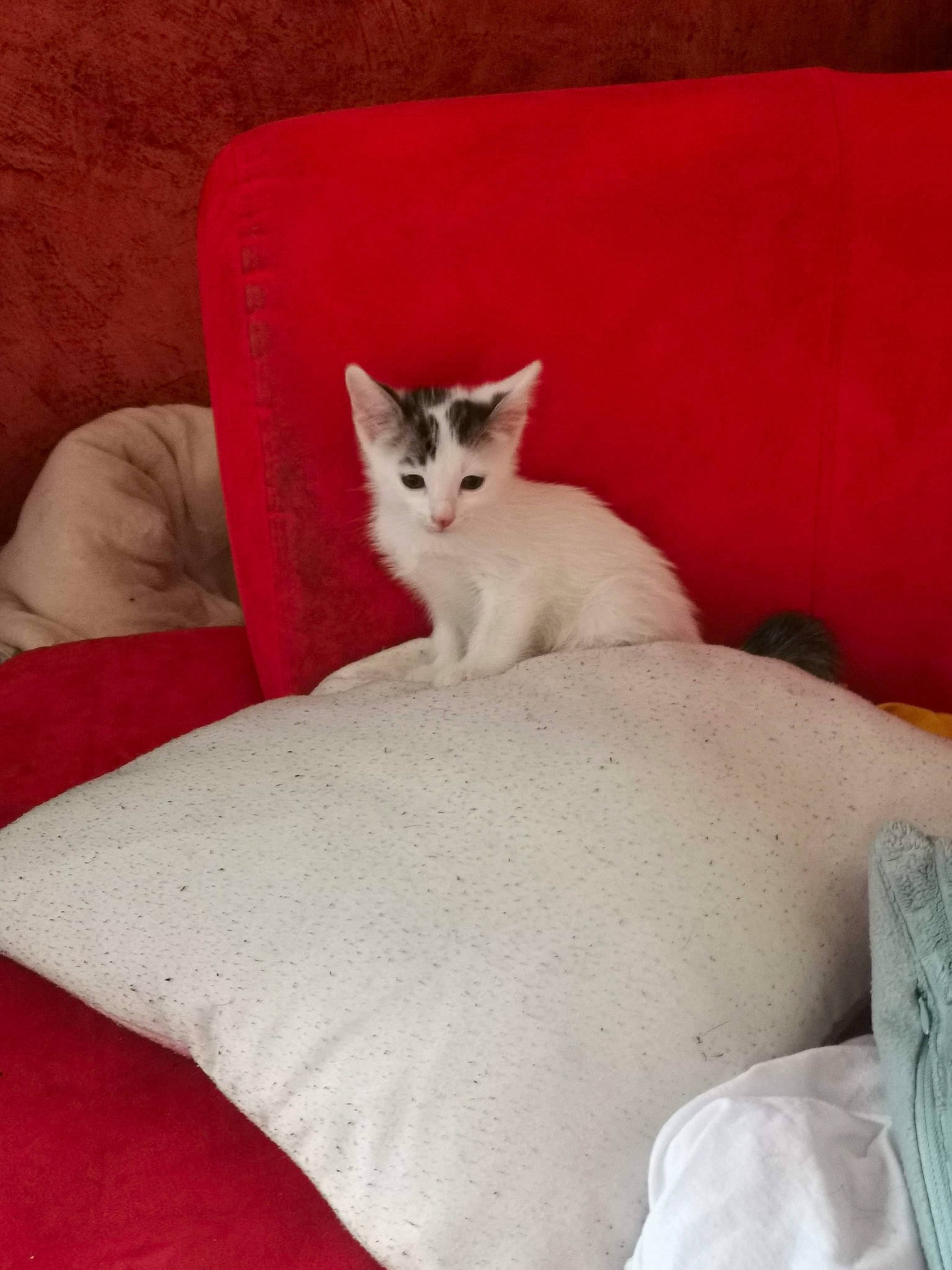 Pinceau participe au concours pour gagner de l'argent avec cette photo : asian, burmilla, carnivore, cat, colorpoint_shorthair, domestic_short_haired_cat, felidae, kitten, mammal, singapura, small_to_medium_sized_cats, tail, vertebrate, whiskers