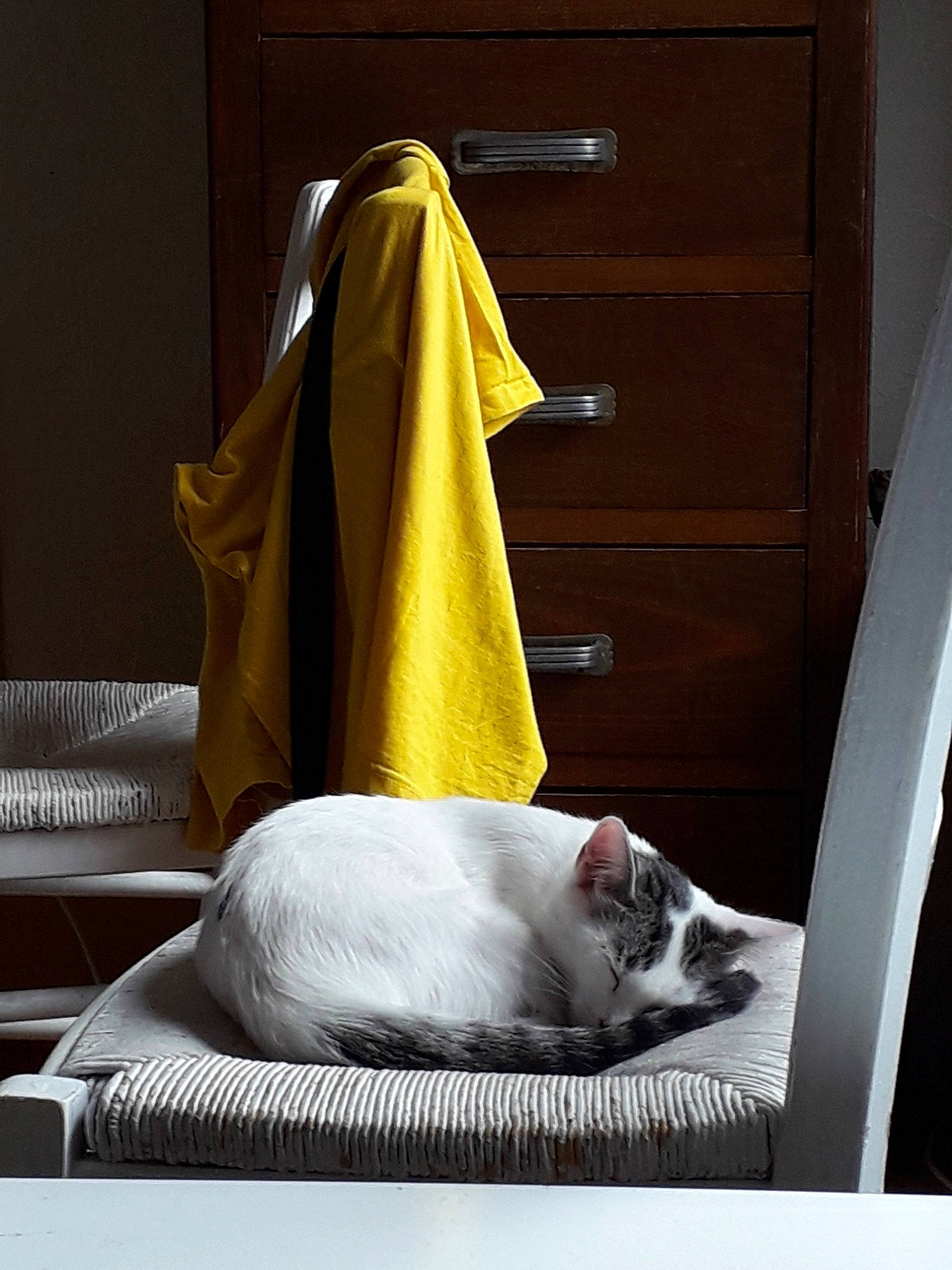 Pinceau participe au concours pour gagner de l'argent avec cette photo : carnivore, cat, comfort, felidae, nap, small_to_medium_sized_cats, whiskers, yellow