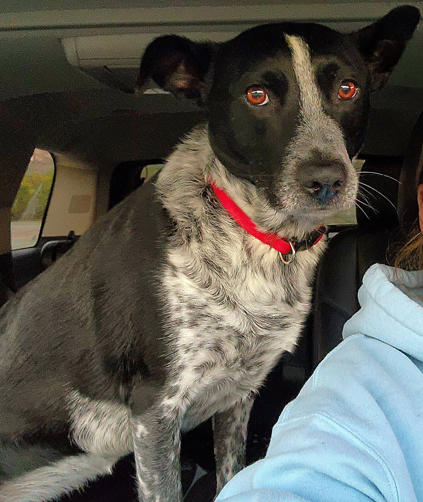 Aneska is registered to the contest to win money with this photo: borador, canidae, carnivore, collar, companion_dog, dog, dog_breed, dog_collar, fawn, fur, non_sporting_group, snout, sporting_group, terrestrial_animal, whiskers, window, windshield, working_animal, working_dog