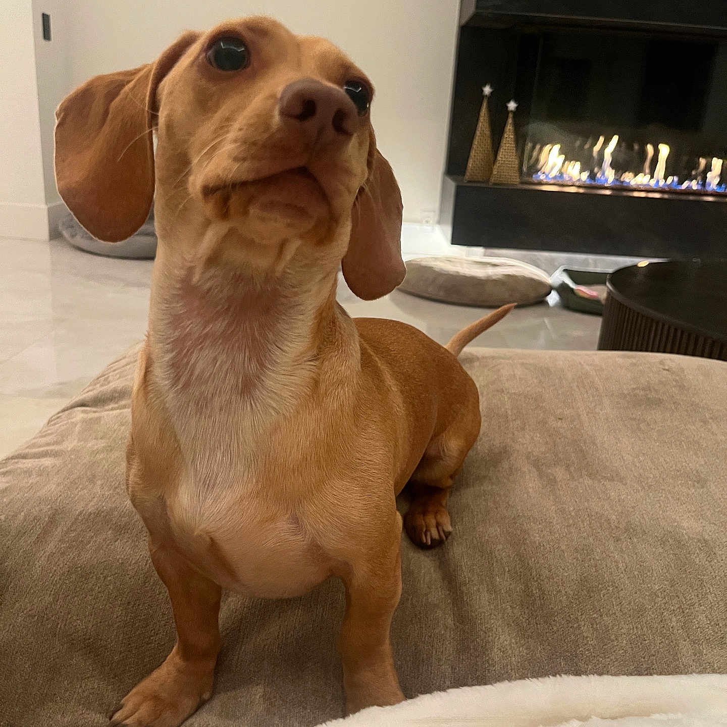 Oliver is registered to the contest to win money with this photo: animal, architecture, beagle, building, canine, computerhardware, dog, electronics, fireplace, furniture, hardware, hound, indoors, interiordesign, livingroom, monitor, pet, puppy, room, screen