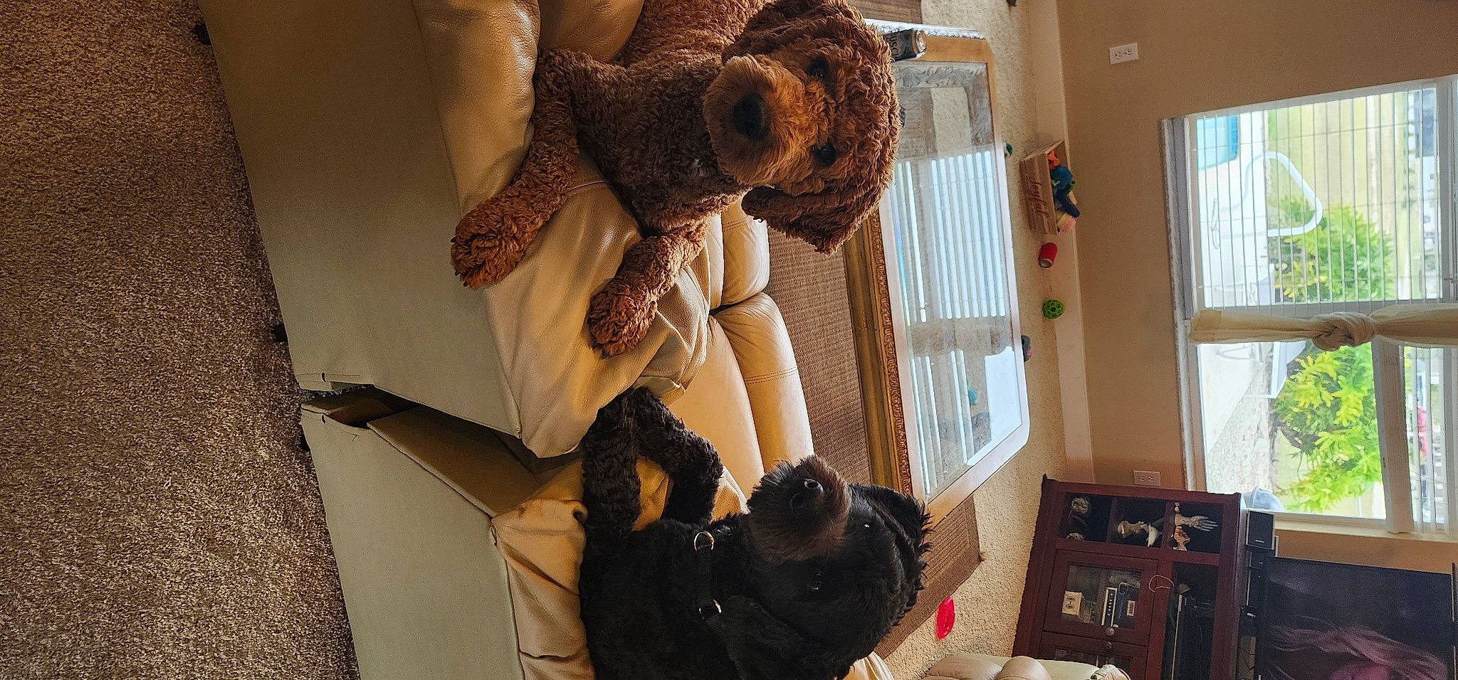 Buttons is registered to the contest to win money with this photo: bag, box, cabinetry, chest_of_drawers, comfort, cupboard, drawer, flooring, fur, hardwood, hat, house, human_leg, living_room, luggage_and_bags, room, thigh, visual_arts, window, wood