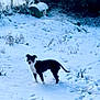 Orca a rejoint le concours — aidez-le/la à gagner de superbes lots ! dog, snow, winter, outdoor, animal, black_and_white, field, grass, nature, pet, canine, cold, frozen, landscape, tree, quiet, daytime, standing, fur, rural