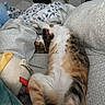 Paprika joined the competition — help win amazing prizes! cat, calico_cat, sleeping, lying_down, bed, bedroom, blanket, pillow, bedding, cozy, indoors, pet, furry, white_fur, orange_fur, black_fur, plush_toy, relaxed, domestic_animal, photography