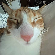 Paprika is registered to the contest to win money with this photo: cat, orange_cat, white_cat, sleeping, sleepy, closed_eyes, pink_nose, whiskers, fur, close_up, pet, animal, portrait, indoors, bed, blanket, cozy, relaxed, feline, photography