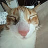 cat, orange_cat, white_cat, sleeping, sleepy, closed_eyes, pink_nose, whiskers, fur, close_up, pet, animal, portrait, indoors, bed, blanket, cozy, relaxed, feline, photography