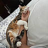 Paprika joined the competition — help win amazing prizes! calico_cat, cat, sleeping, relaxed, cuddling, pet, animal, bed, pillow, bedsheets, floral_pattern, white_bedding, human_arm, hand, fingernails, indoors, bedroom, cozy, resting, closeup