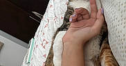 Paprika joined the competition — help win amazing prizes! cat, calico_cat, sleeping, relaxed, pet, animal, feline, whiskers, pink_nose, closed_eyes, paws, fur, orange_fur, white_fur, black_fur, human_hand, cuddling, bed, blanket, bedroom