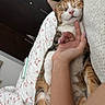 cat, calico_cat, sleeping, relaxed, pet, animal, feline, whiskers, pink_nose, closed_eyes, paws, fur, orange_fur, white_fur, black_fur, human_hand, cuddling, bed, blanket, bedroom