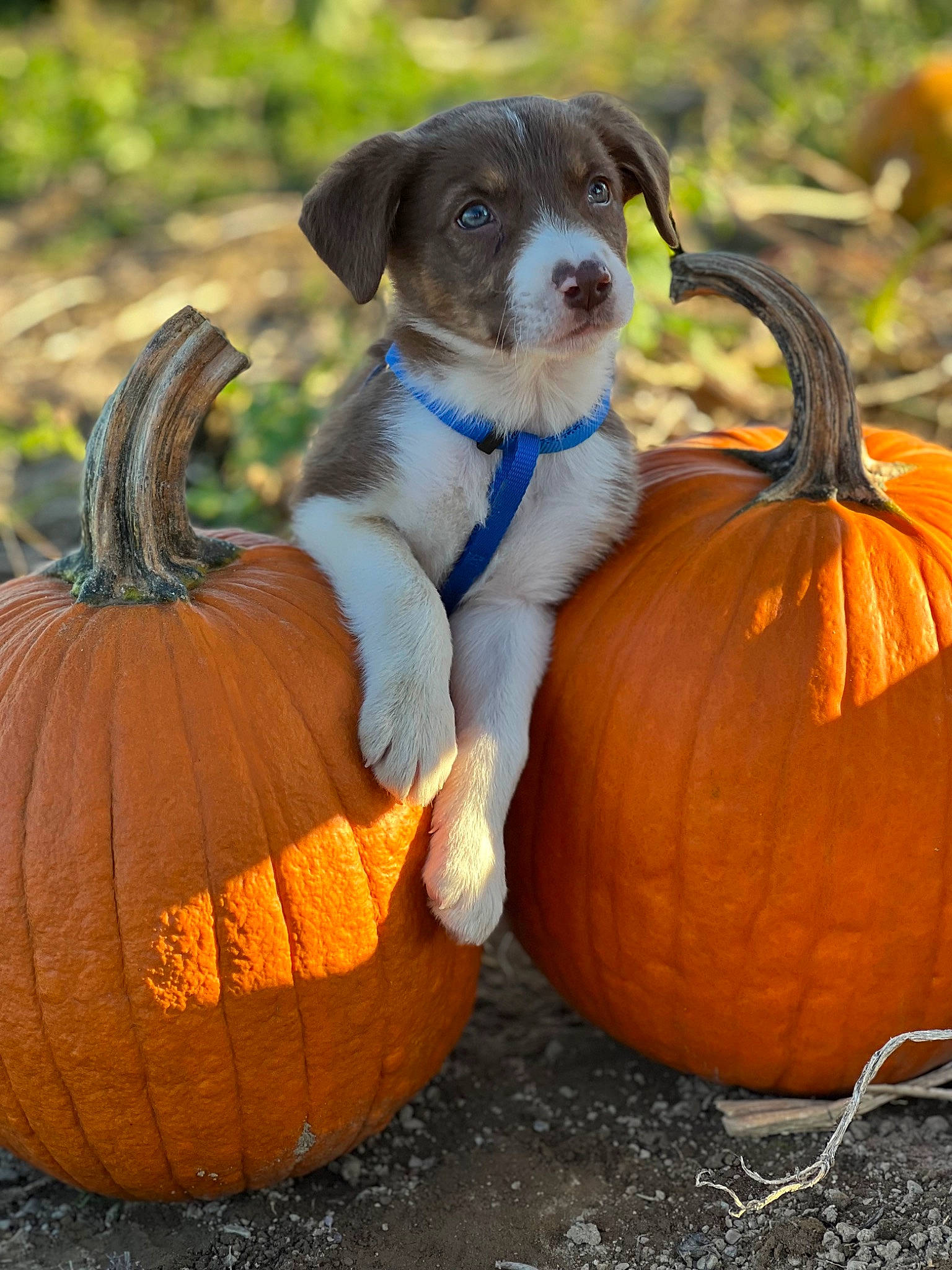 Cinch is registered to the contest to win money with this photo: art, calabaza, carnivore, companion_dog, cucurbita, dog, dog_breed, gourd, grass, local_food, natural_foods, plant, pug, pumpkin, squash, superfood, tail, vegetable, winter_squash, working_animal