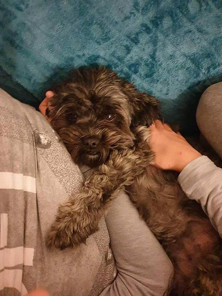 Oxana a rejoint le concours — aidez-le/la à gagner de superbes lots ! carnivore, comfort, companion_dog, dog, dog_breed, ear, elbow, flesh, fur, human_leg, liver, nail, nap, pattern, poodle, sporting_group, terrier, toy_dog, working_animal, wrist