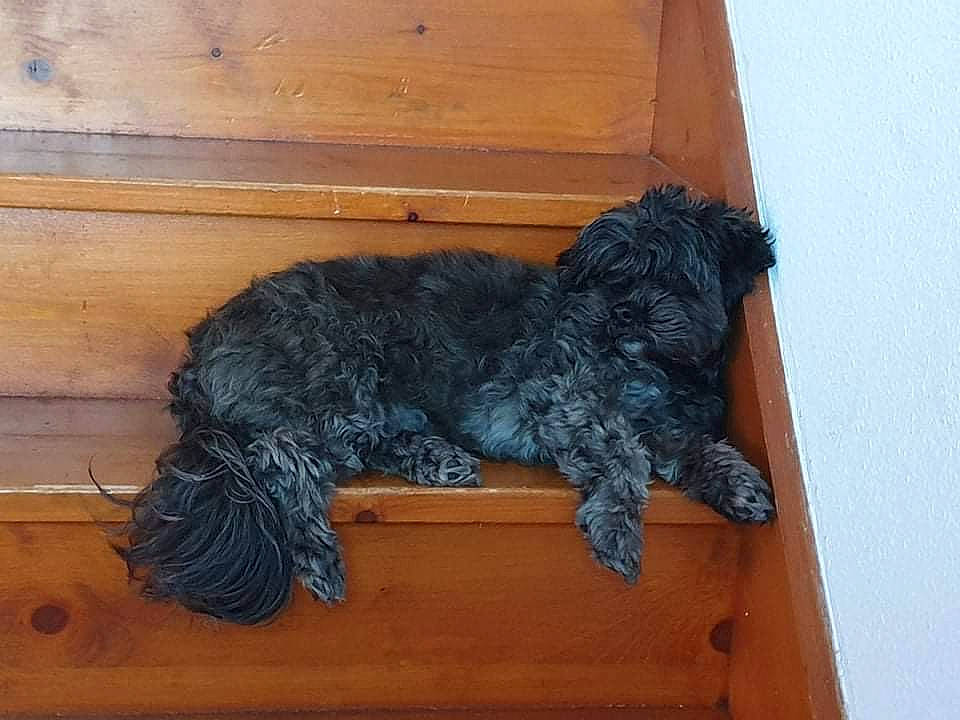 Oxana participe au concours pour gagner de l'argent avec cette photo : canidae, carnivore, companion_dog, dog, dog_breed, flooring, fur, hardwood, non_sporting_group, pattern, sporting_group, tail, terrier, toy_dog, water_dog, wood, wood_stain, wool