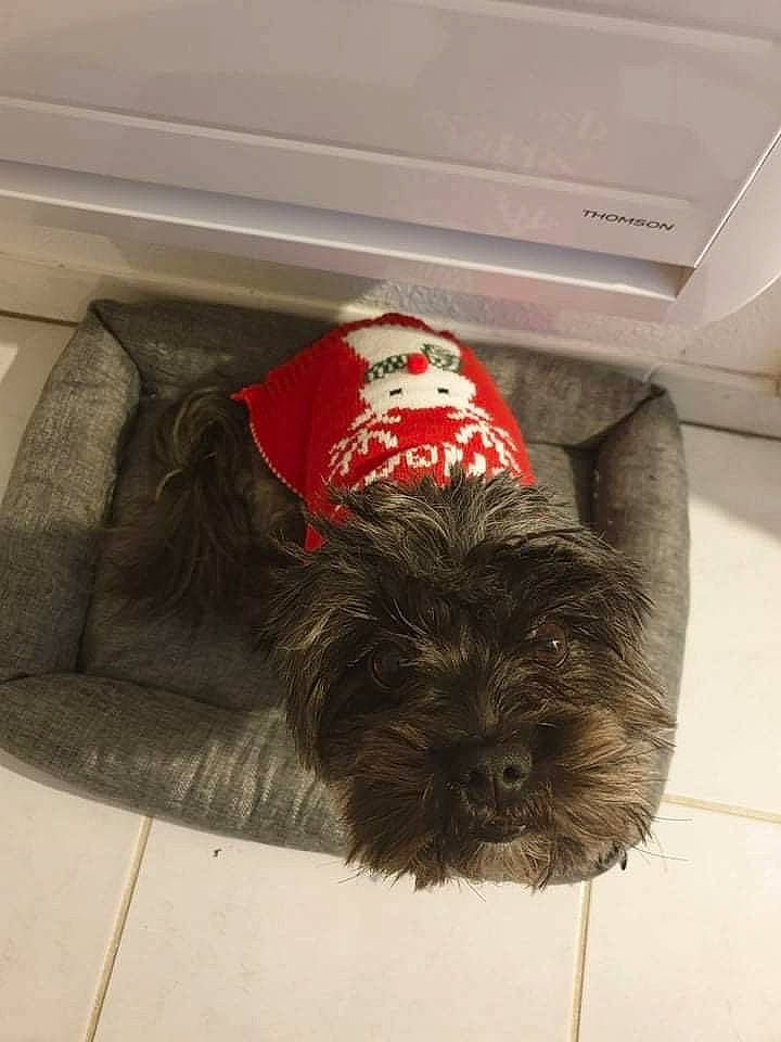 Oxana a rejoint le concours — aidez-le/la à gagner de superbes lots ! carmine, carnivore, comfort, companion_dog, dog, dog_breed, dog_supply, floor, flooring, fur, liver, pet_supply, small_terrier, snout, sporting_group, tail, terrier, toy_dog, water_dog, wood