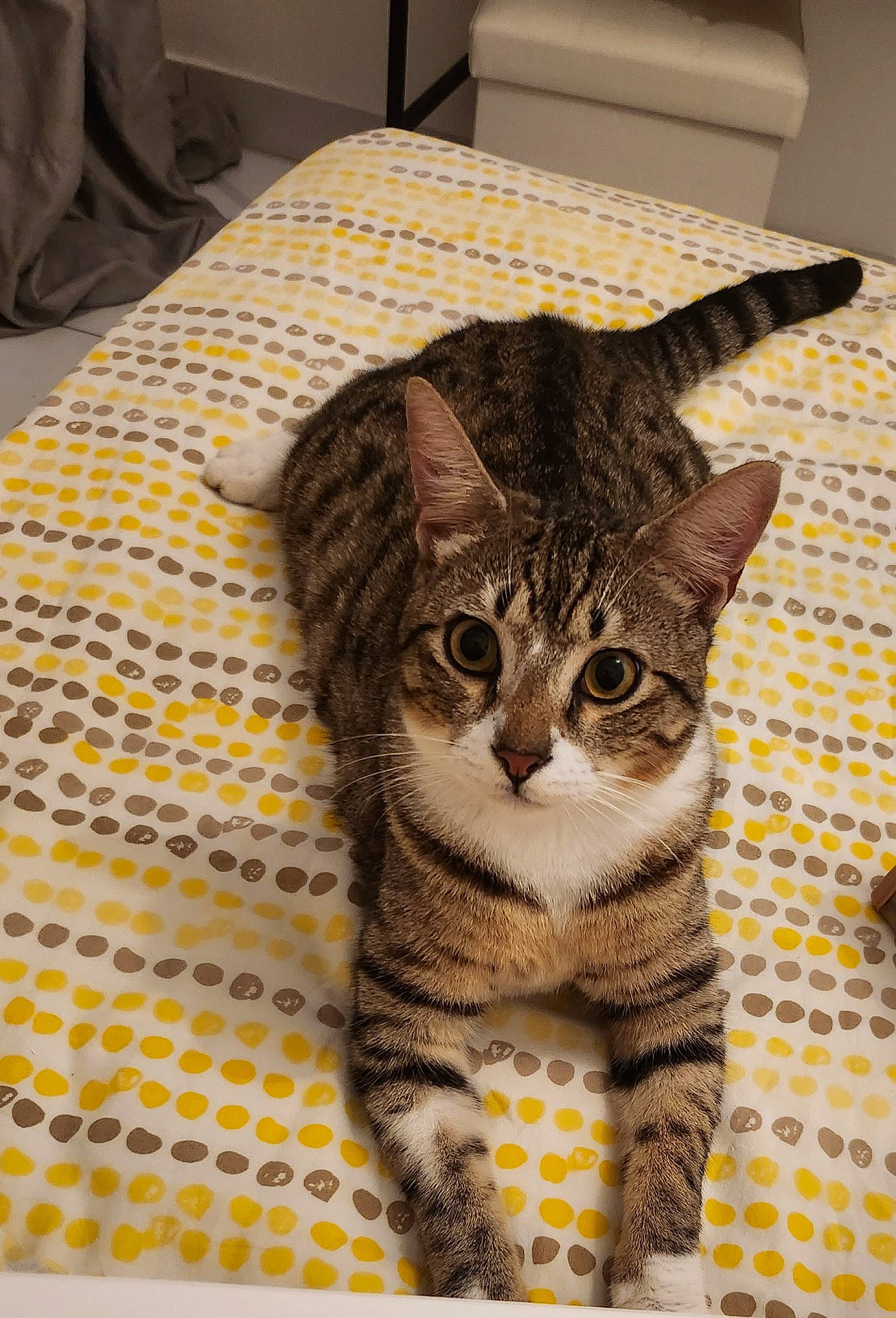 Hades participe au concours pour gagner de l'argent avec cette photo : carnivore, cat, comfort, domestic_short_haired_cat, felidae, flooring, fur, linens, pattern, paw, room, sitting, small_to_medium_sized_cats, snout, tail, terrestrial_animal, whiskers