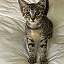 kitten, cat, tabby, pet, animal, feline, cute, indoor, bed, comforter, white, fur, whiskers, ears, eyes, small, young, curious, standing, looking