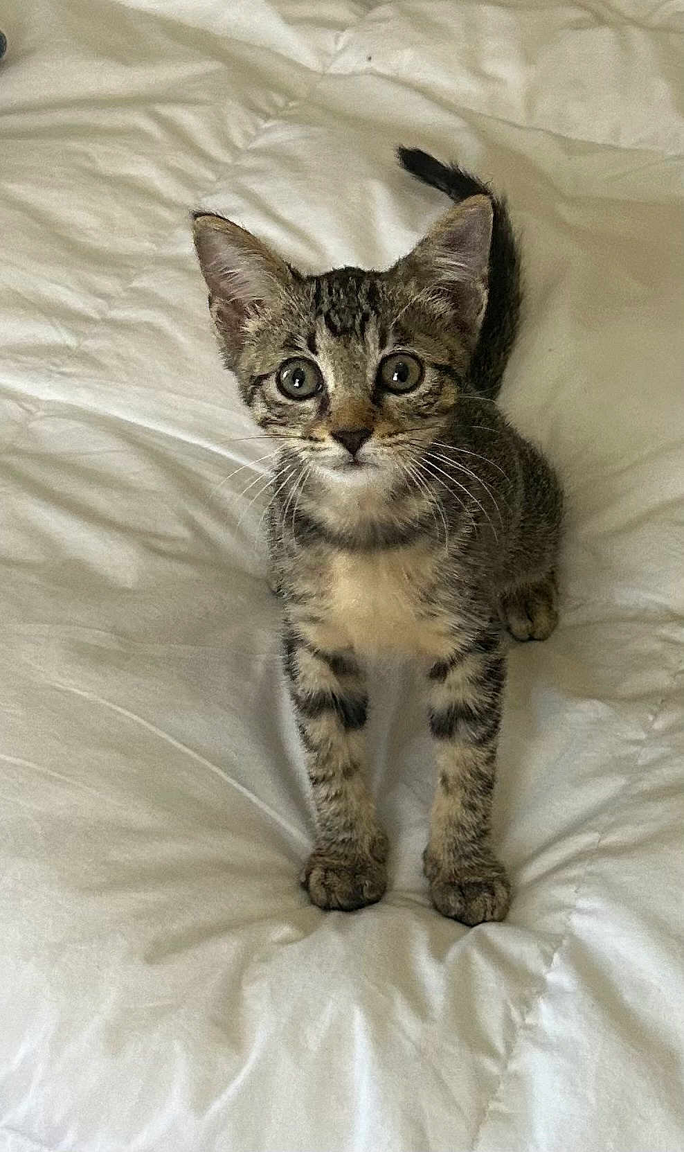Maverick joined the competition — help win amazing prizes! kitten, cat, tabby, pet, animal, feline, cute, indoor, bed, comforter, white, fur, whiskers, ears, eyes, small, young, curious, standing, looking
