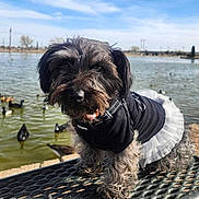 Luna is registered to the contest to win money with this photo: dog, puppy, tutu, black_clothing, bench, pond, water, ducks, outdoor, sunny, daylight, fur, pet, cute, animal, smiling, tongue_out, nature, park, metal_bench