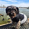 dog, puppy, tutu, black_clothing, bench, pond, water, ducks, outdoor, sunny, daylight, fur, pet, cute, animal, smiling, tongue_out, nature, park, metal_bench