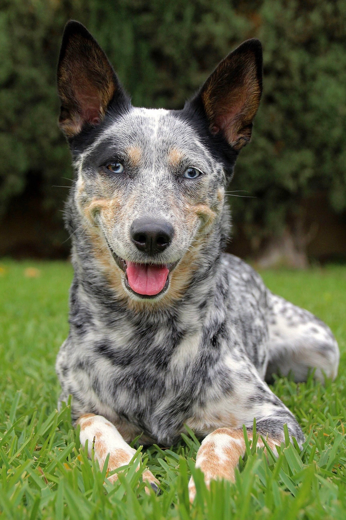 Paisley is registered to the contest to win money with this photo: australian_cattle_dog, australian_shepherd, australian_stumpy_tail_cattle_dog, canidae, carnivore, dog, dog_breed, herding_dog, koolie, louisiana_catahoula_leopard_dog, mammal, person, rare_breed_dog, snout, sporting_group, texas_heeler, vertebrate, working_dog