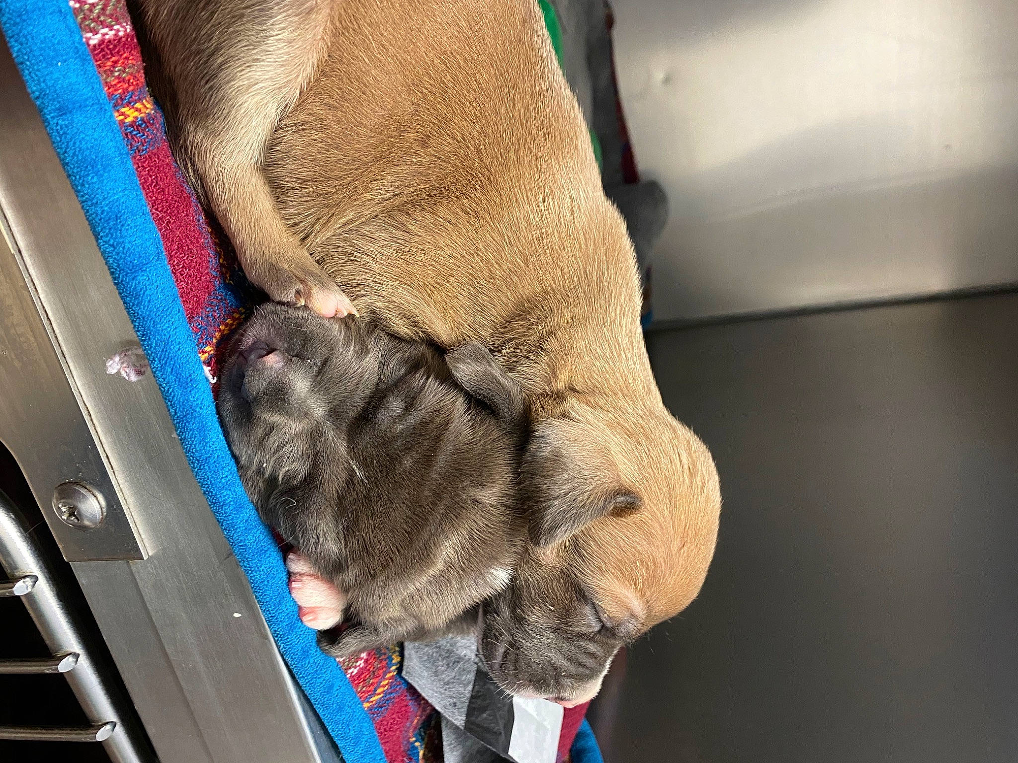 Lizzo joined the competition — help win amazing prizes! auto_part, canidae, car_seat, claw, comfort, dog_breed, domestic_short_haired_cat, electric_blue, fawn, felidae, foot, fur, gesture, human_leg, snout, sporting_group, vehicle_door, wool, working_animal, wrist