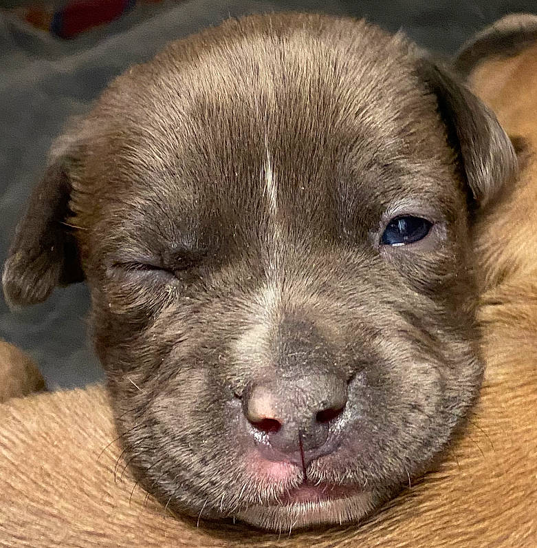 Lizzo joined the competition — help win amazing prizes! borador, carnivore, close_up, companion_dog, dog, dog_breed, fawn, fur, gun_dog, liver, metal, paw, snout, sporting_group, terrestrial_animal, whiskers, working_animal