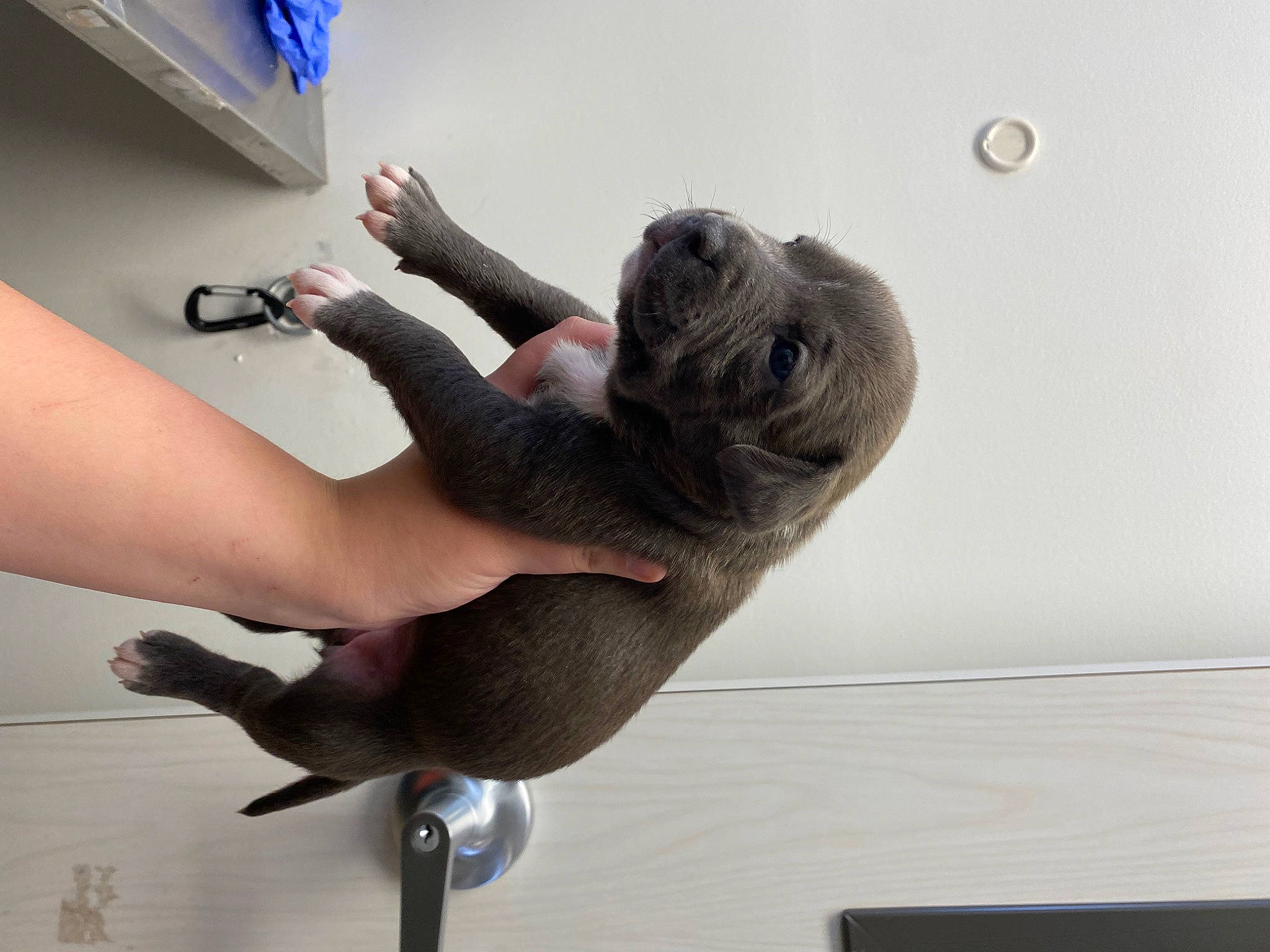 Lizzo is registered to the contest to win money with this photo: adventure, balance, comfort, elbow, fawn, foot, gesture, human_leg, knee, room, sandal, sporting_group, tail, thigh, toy, visual_arts