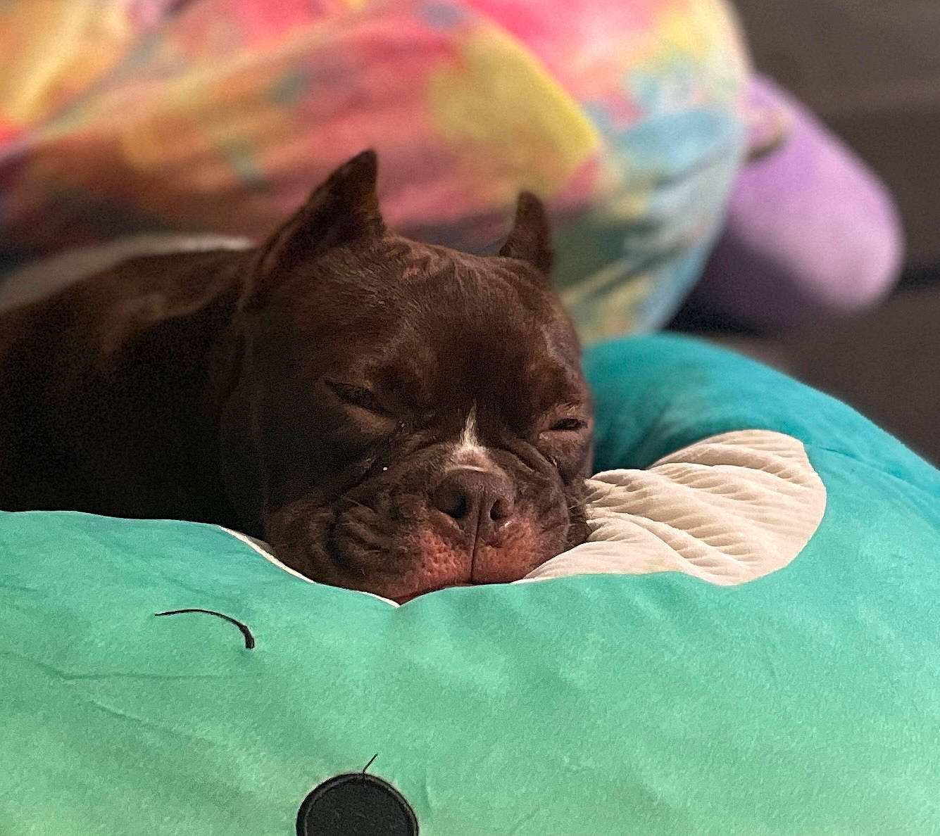 Kona is registered to the contest to win money with this photo: bedding, carnivore, comfort, companion_dog, dog, dog_breed, fawn, felidae, linens, liver, nap, pug, sleep, snout, sporting_group, terrestrial_animal, toy_dog, whiskers, working_animal, wrinkle
