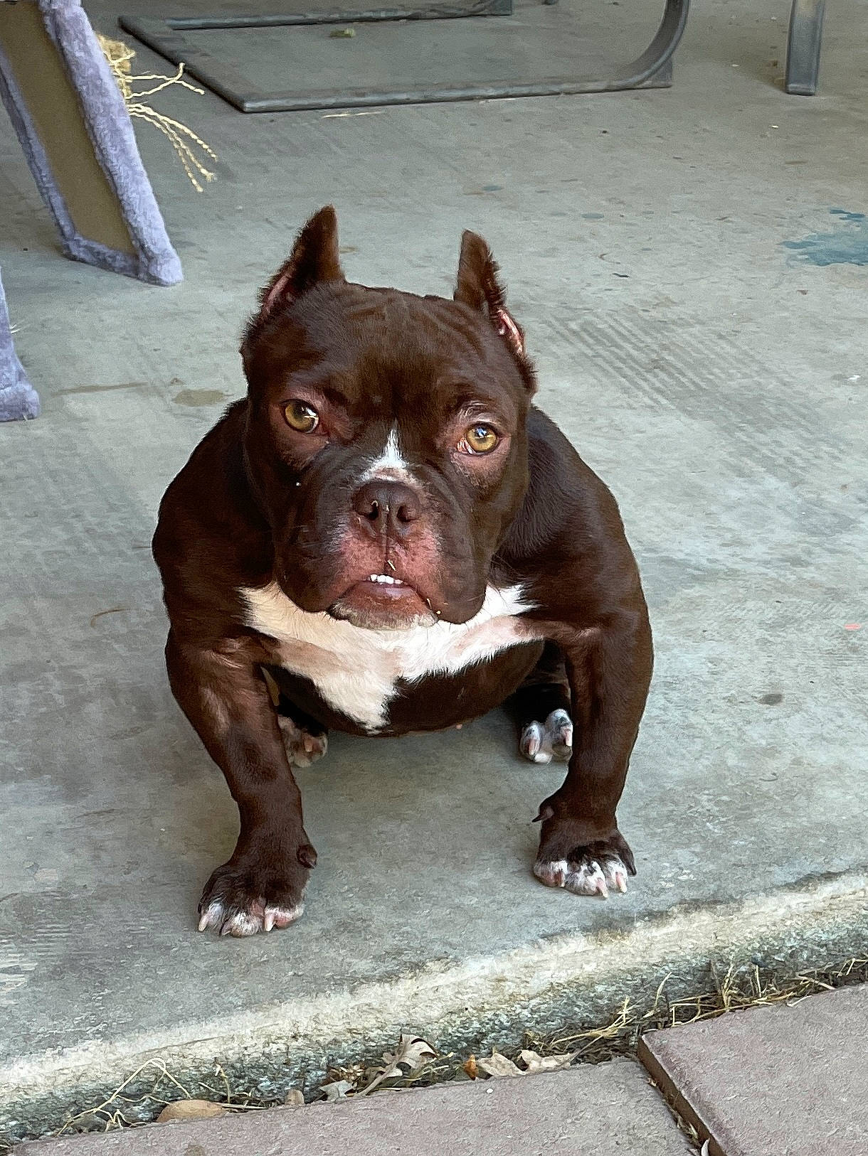 Kona is registered to the contest to win money with this photo: ancient_dog_breeds, bulldog, canidae, carnivore, companion_dog, dog, dog_breed, dog_collar, fawn, liver, molosser, non_sporting_group, snout, sporting_group, toy_dog, whiskers, working_animal, working_dog, wrinkle