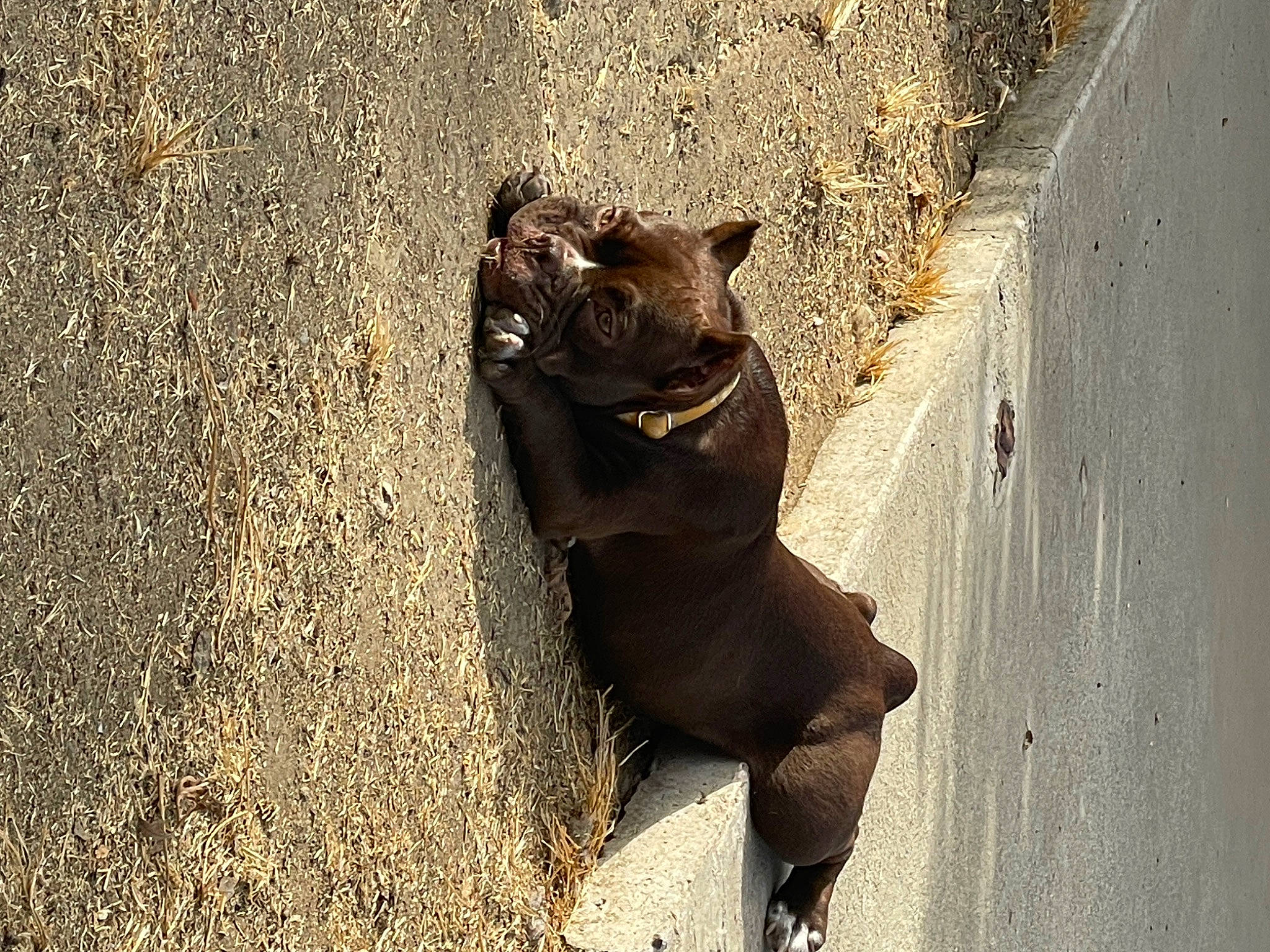 Kona joined the competition — help win amazing prizes! asphalt, big_cats, carnivore, dog_breed, eye, fawn, felidae, fur, human_leg, road_surface, shadow, small_to_medium_sized_cats, soil, tail, terrestrial_animal, tints_and_shades, trunk, whiskers, window, wood