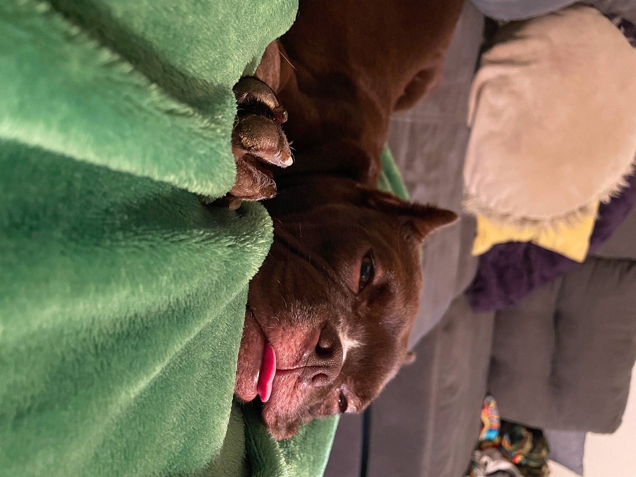 Kona is registered to the contest to win money with this photo: bat, canidae, carnivore, fawn, felidae, flowering_plant, fur, marsupial, petal, plant, small_to_medium_sized_cats, terrestrial_animal, terrestrial_plant, tints_and_shades, tree, wildlife