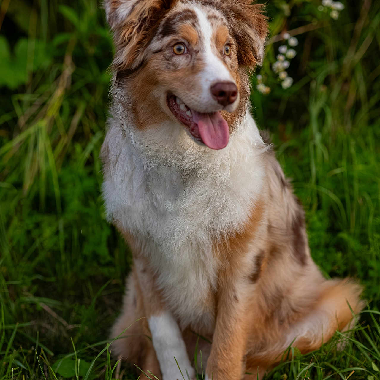 Kado joined the competition — help win amazing prizes! accessories, animal, bodypart, canine, collie, dog, field, grass, grassland, husky, lawn, mouth, nature, outdoors, person, pet, plant, puppy, strap, terrier