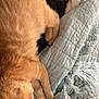 Sunny joined the competition — help win amazing prizes! animal, bed, blanket, cat, closeup, comfort, cozy, domestic_cat, feline, fur, indoor, orange_tabby, paw, pet, quilt, relaxation, resting, sleeping, soft_texture, tail