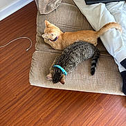 Sunny joined the competition — help win amazing prizes! black_socks, cat, charging_cable, collar, couch, cozy, feline, furniture, home, indoor, orange_cat, person, pets, relaxing, resting, striped_couch, tabby_cat, two_cats, white_pants, wooden_floor