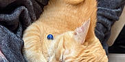 Sunny joined the competition — help win amazing prizes! animal, blanket, cat, collar, comfort, cozy, cute, ears, feline, fur, indoor, nap, orange_tabby, paw, pet, relaxation, resting, sleeping, soft, whiskers