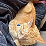 animal, blanket, cat, collar, comfort, cozy, cute, ears, feline, fur, indoor, nap, orange_tabby, paw, pet, relaxation, resting, sleeping, soft, whiskers