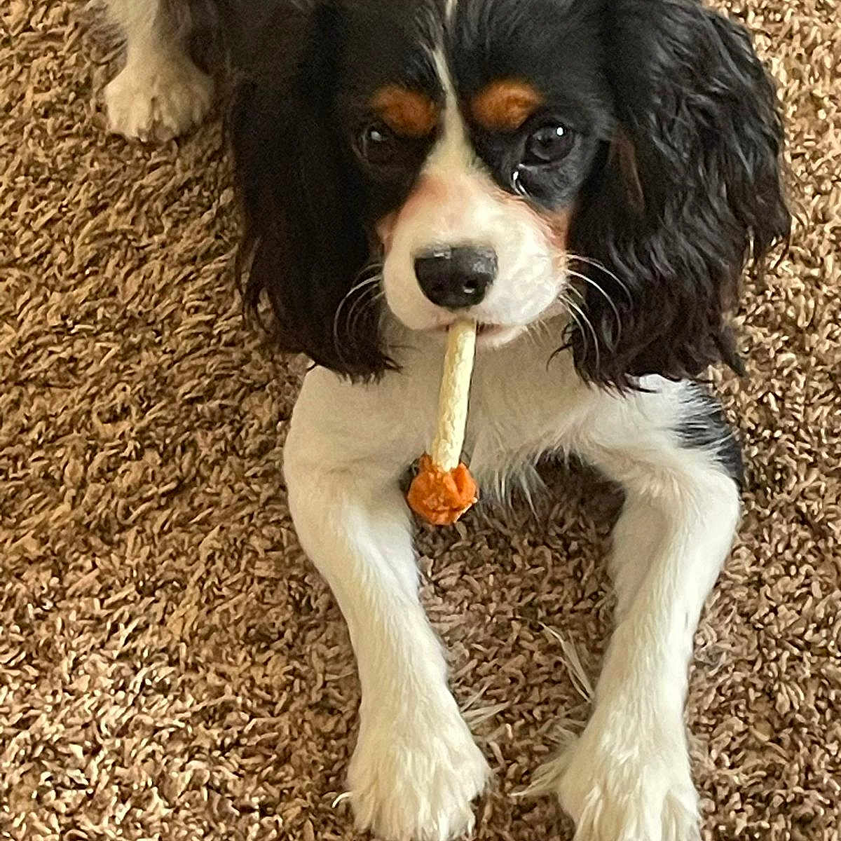 Muki joined the competition — help win amazing prizes! animal, canine, cockerspaniel, dog, dogbed, food, fries, hardwood, hound, papillon, pet, puppy, racket, snout, sport, stainedwood, tennis, tennisracket, terrier, wood