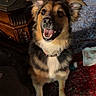 dog, pet, indoor, carpet, happy, smiling, ears, fur, collar, wooden_furniture, table, floor, cozy, playful, canine, animal, looking_up, domestic, friendly, home