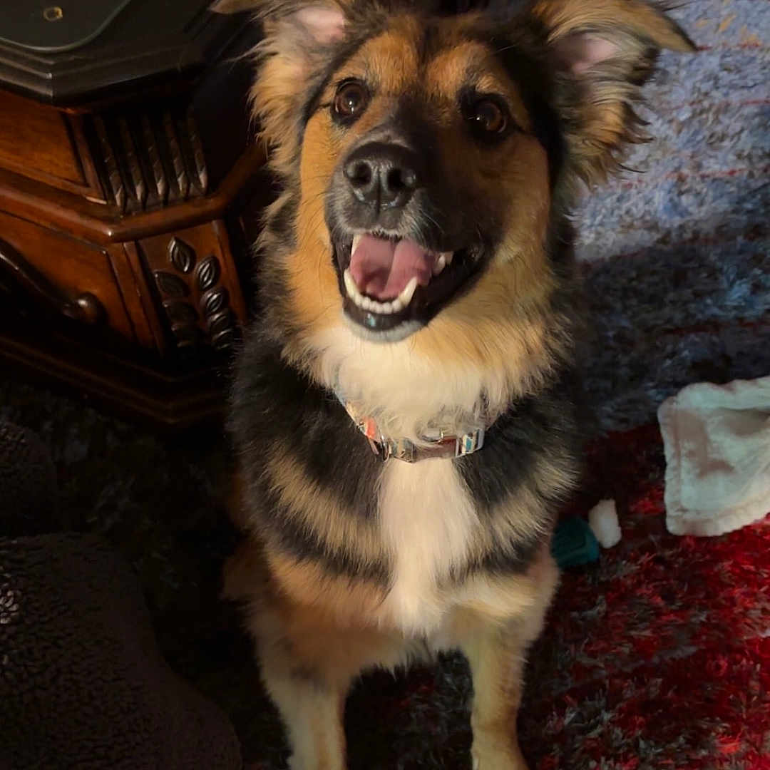 Zola