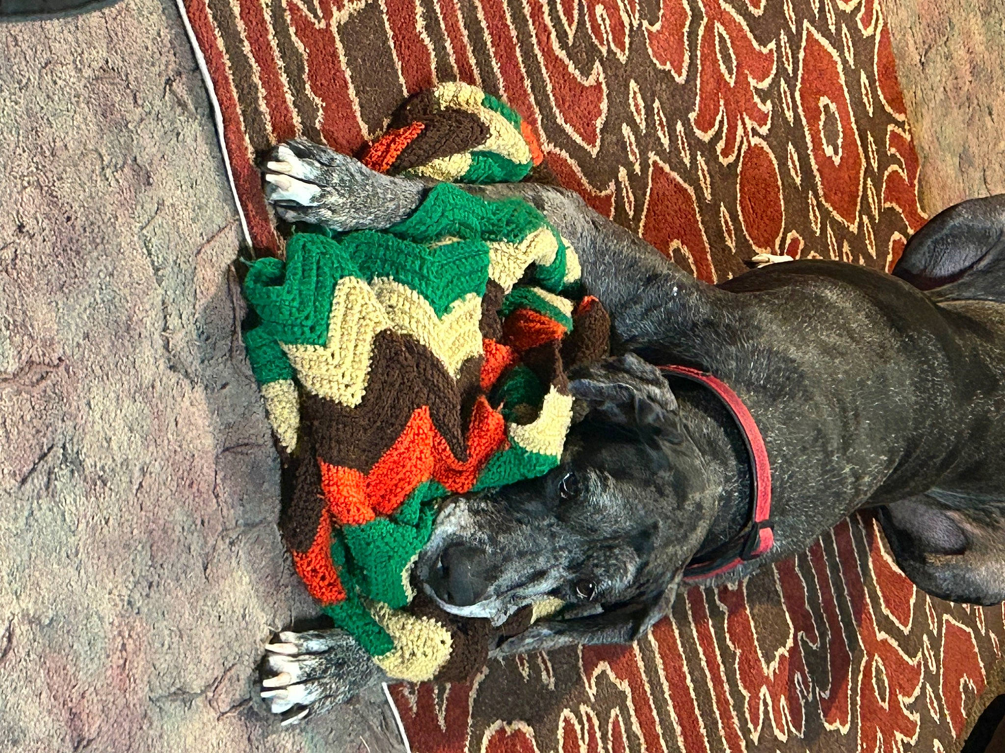 Magnus is registered to the contest to win money with this photo: art, canidae, carmine, carnivore, companion_dog, dog, dog_breed, dog_supply, fawn, fur, grass, guard_dog, pattern, snout, sporting_group, tail, terrestrial_animal, visual_arts, woolen, working_animal